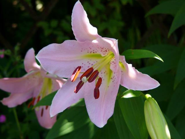 a0123003_1457250.jpg