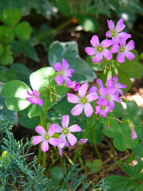 a0123003_1582650.jpg