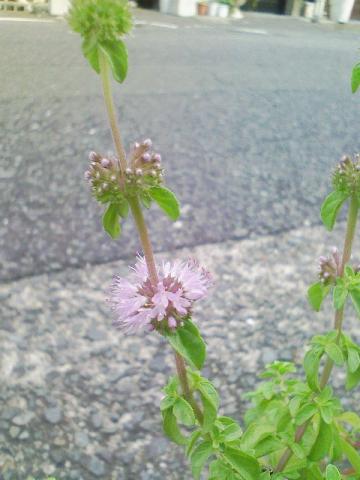 ペニーロイヤルミントの花♪　その２_a0167207_125948.jpg