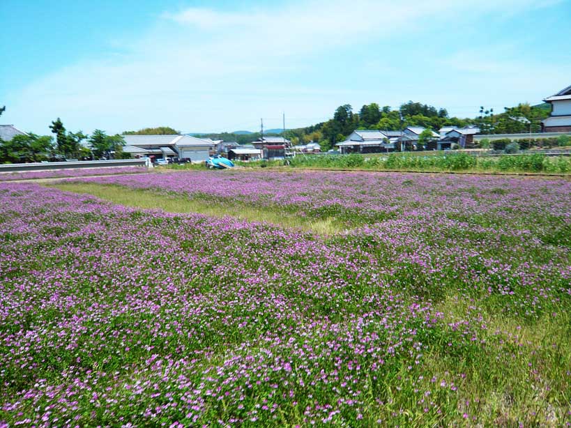奈良の明日香村 de サイクリング _c0191808_0133170.jpg
