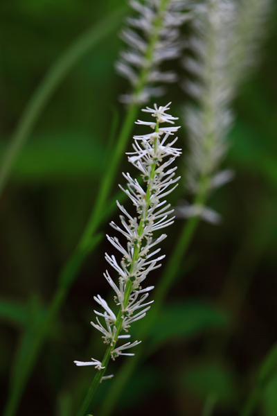 d0036708_21241377.jpg