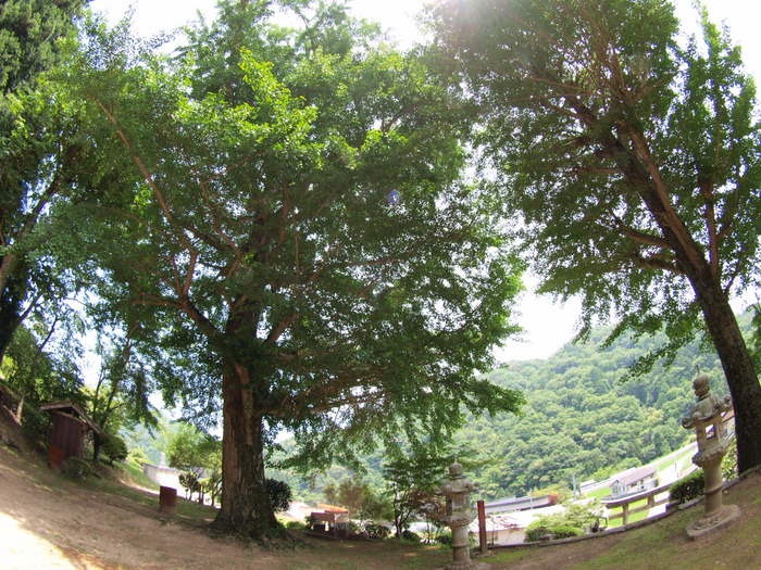 神社付近の風景_c0116915_2352297.jpg