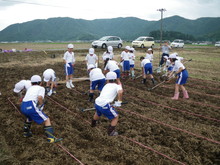 北新庄小学校3年生の子供達が大豆の種蒔きをしました_e0061225_10413654.jpg