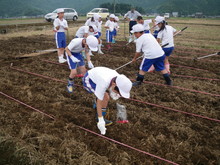 北新庄小学校3年生の子供達が大豆の種蒔きをしました_e0061225_10434783.jpg