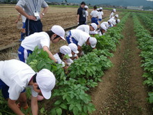 北新庄小学校3年生の子供達が大豆の種蒔きをしました_e0061225_10561447.jpg