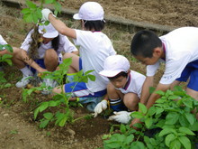 北新庄小学校3年生の子供達が大豆の種蒔きをしました_e0061225_10562946.jpg