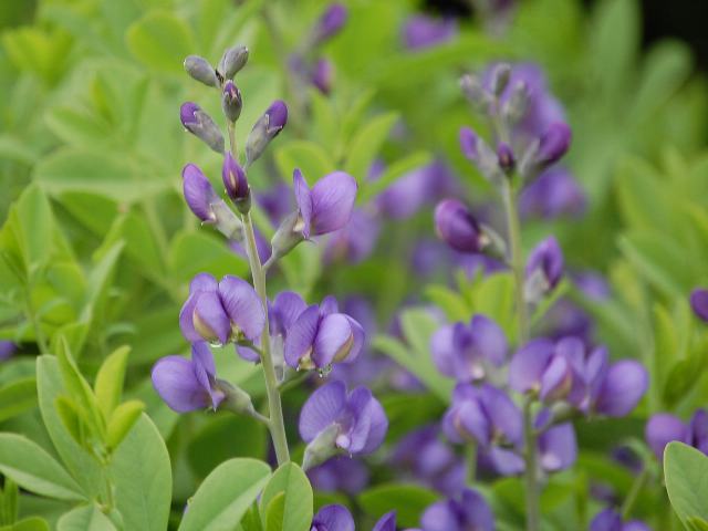 紫千代萩 ムラサキセンダイハギ 花の仲間調べ