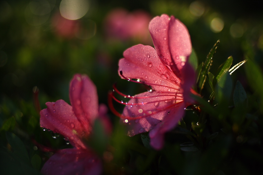 雨の後のつつじ_f0065847_19231537.jpg