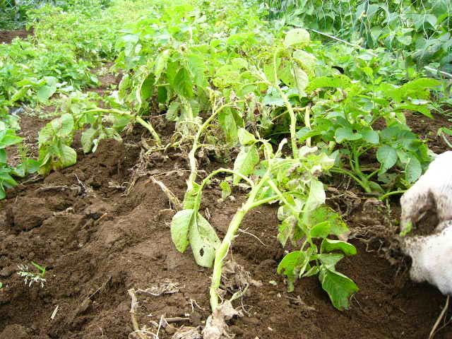 ジャガイモ「キタアカリ」の収穫_c0222448_1528877.jpg