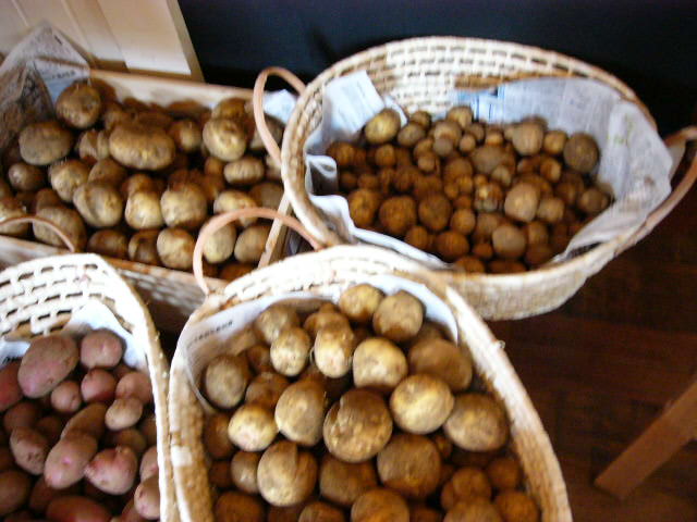 ジャガイモ「キタアカリ」の収穫_c0222448_17442839.jpg