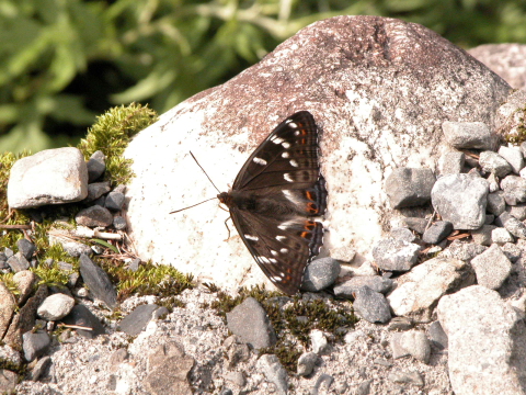 d0176157_048219.jpg