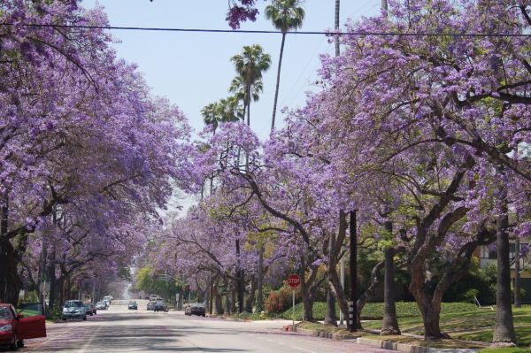 カリフォルニア の 花 と 花木 Tomi S Gallery