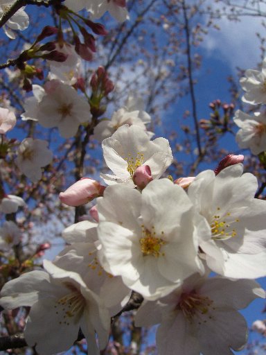 春の花（2010年）_f0122858_1553661.jpg