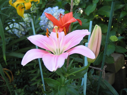 庭の花 シンパカフェ_a0157159_2332226.jpg