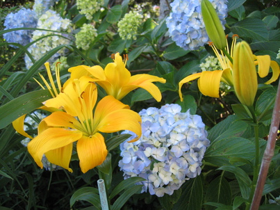 庭の花 シンパカフェ_a0157159_23325047.jpg
