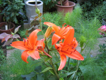 庭の花 シンパカフェ_a0157159_2332574.jpg