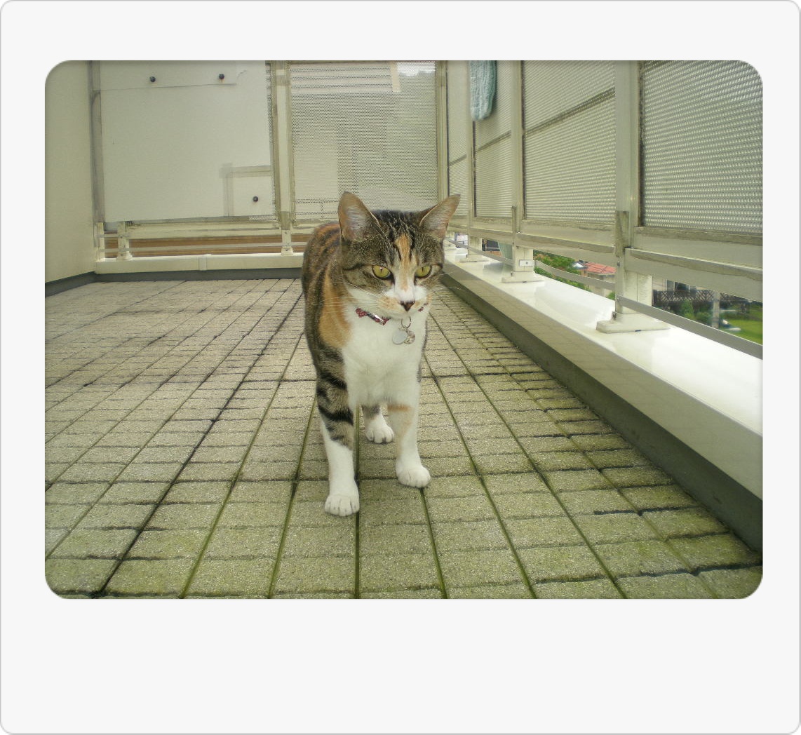 2010年6月24日(木)梅雨の中休み?_f0060461_11251110.jpg
