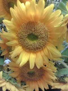 d0052263_2010594.jpg
