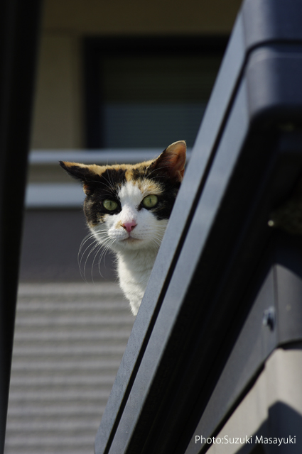 その隙間から覗く三毛猫に。。_b0174465_6545764.jpg