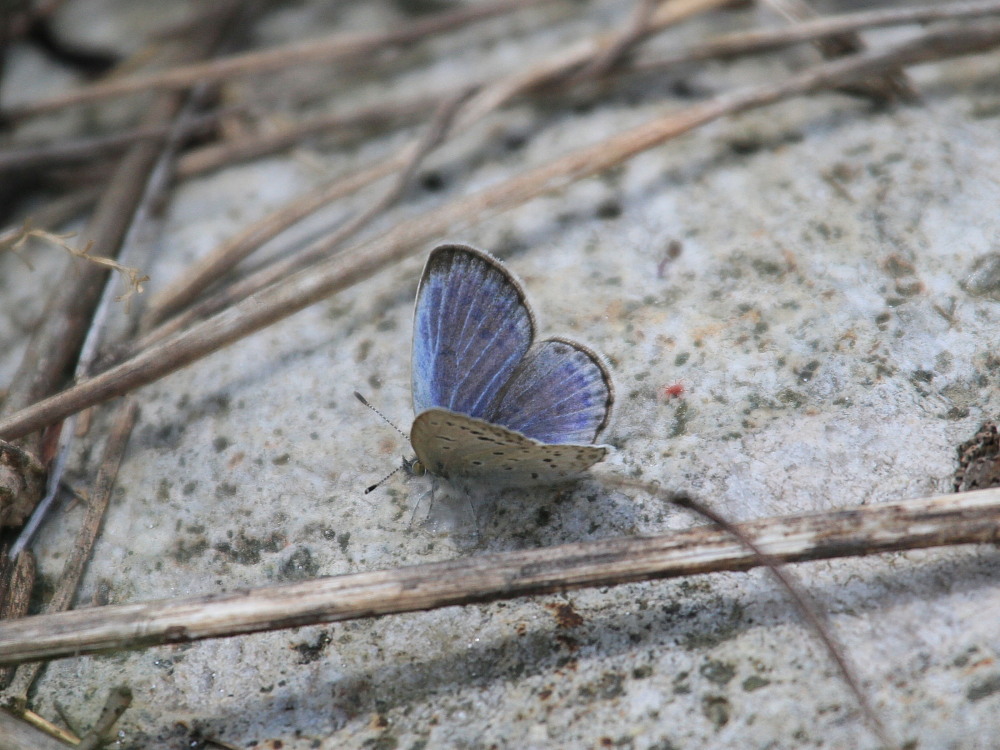 ツバメシジミ　　綺麗な♀を探せ。　　2010.5.16栃木県_a0146869_22124590.jpg