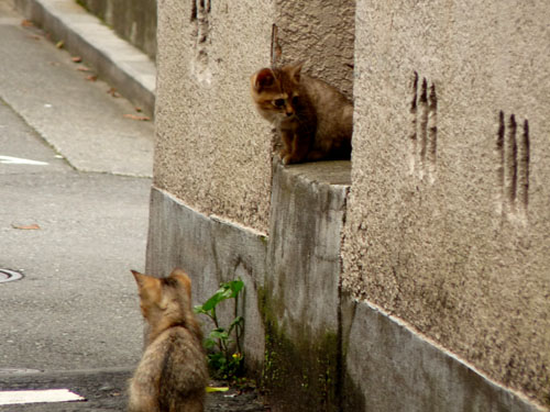 いい日にな〜れ！（かんさつ会・番外編）_f0086169_1318948.jpg