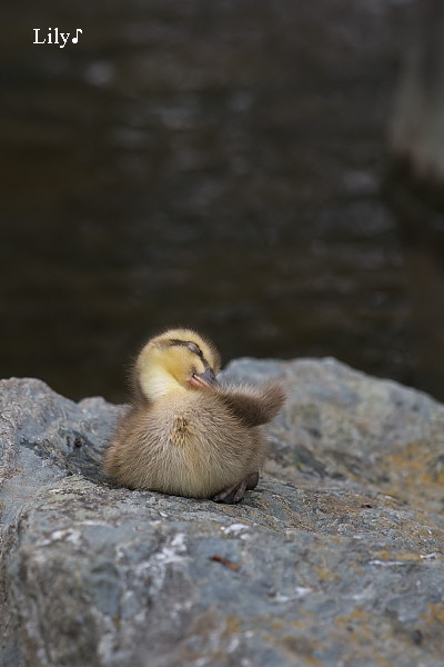 ひと休み ♪ カルガモ_e0166574_190071.jpg