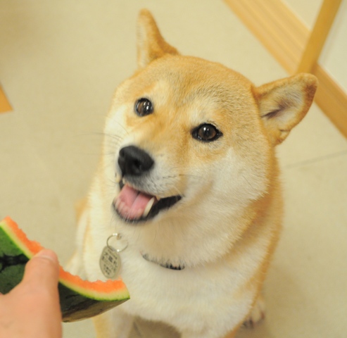 嬉しいお届け物_a0126590_23175655.jpg
