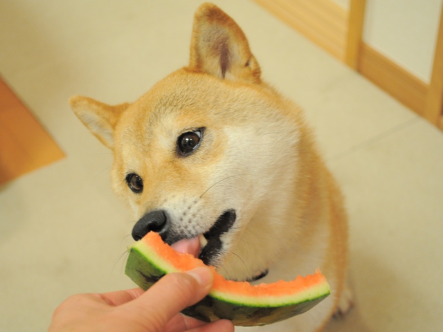 嬉しいお届け物_a0126590_2334165.jpg