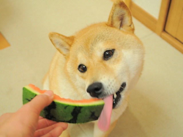 嬉しいお届け物_a0126590_2343339.jpg