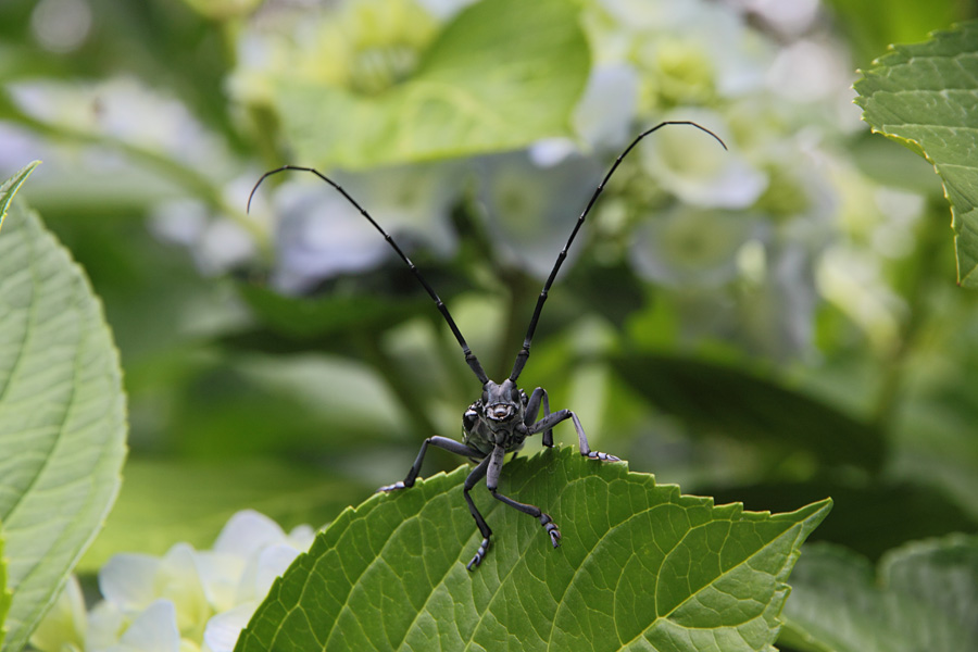 10.06.12：兄と行く佐賀、見返りの滝～大和花菖蒲園２_c0007190_1961918.jpg