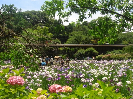 あじさいと花菖蒲♪_d0125890_21371768.jpg