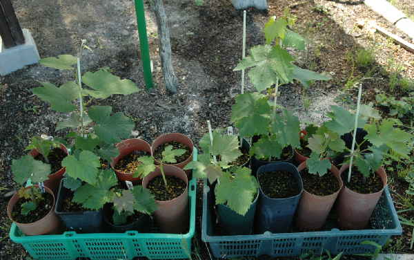 ぶどう 挿し木苗の鉢上げ 地植え定植や 鉢に一時移植 趣味の 果樹 今年も ぶどう と 新たに 桜桃 に注力