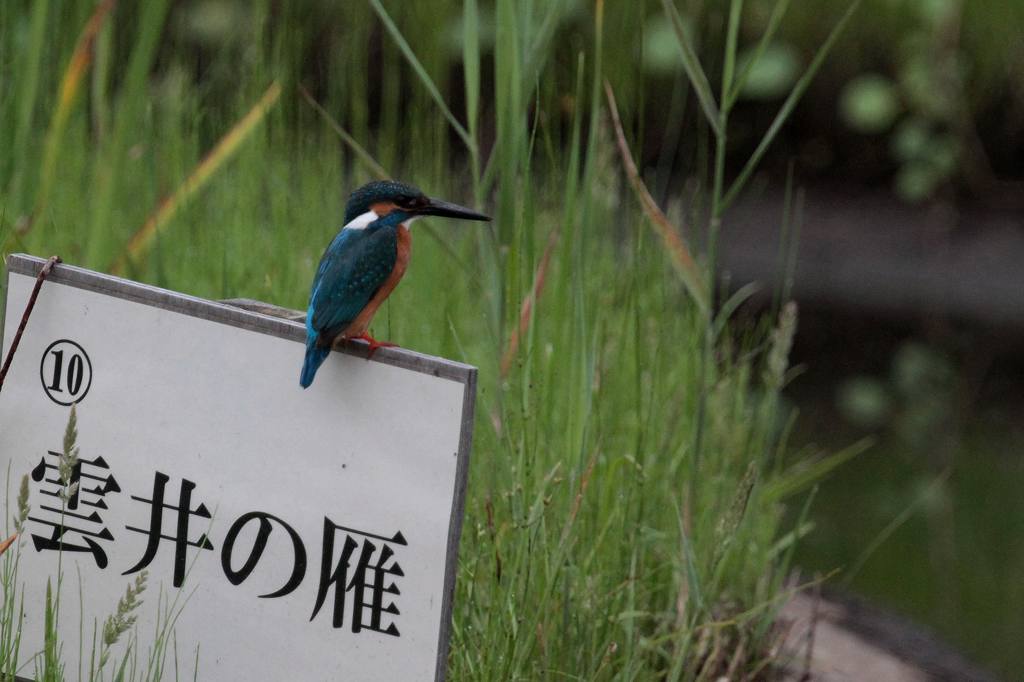 公園の池に新住人(鳥)/動画・羽繕いするアマサギ_b0024798_542467.jpg