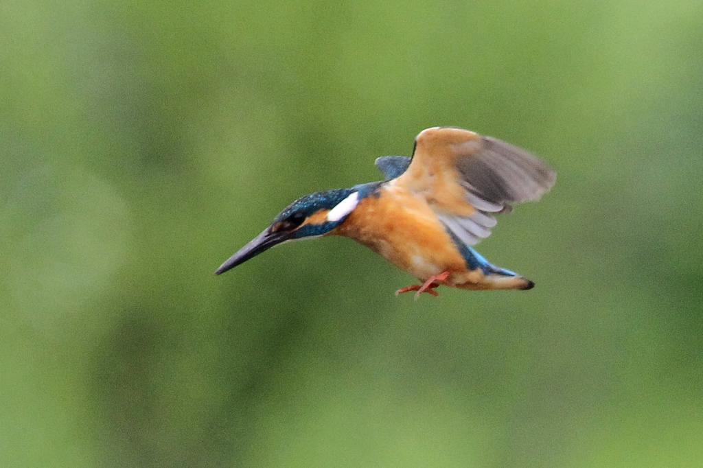 公園の池に新住人(鳥)/動画・羽繕いするアマサギ_b0024798_551961.jpg