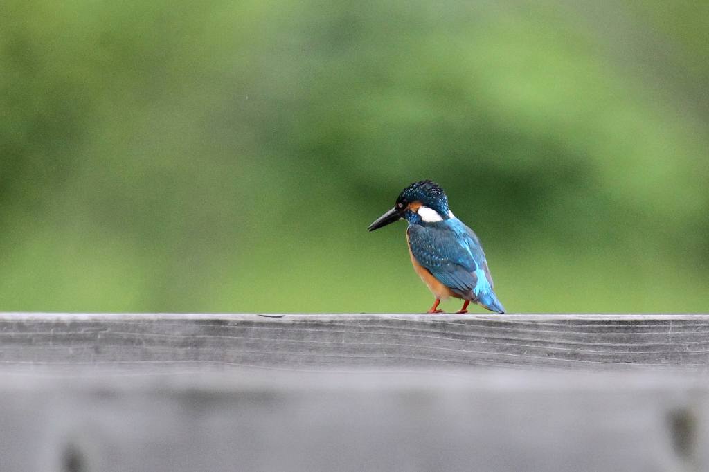 公園の池に新住人(鳥)/動画・羽繕いするアマサギ_b0024798_55914.jpg
