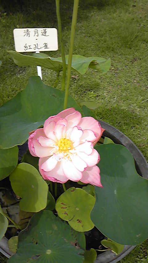 c0220700_16265145.jpg
