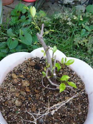 観葉植物とか 挿し木ガジュマルたち あんにゅいん 陶芸猫さん