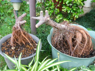 観葉植物とか 挿し木ガジュマルたち あんにゅいん 陶芸猫さん