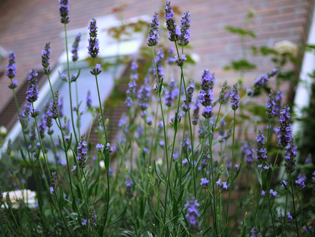 e0163202_20112168.jpg