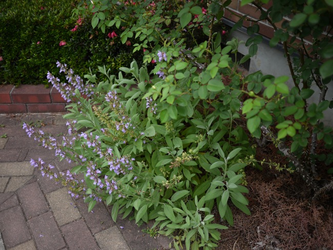 e0163202_20134936.jpg