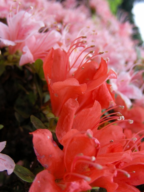 f0039907_10361081.jpg