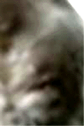 e0103408_13162853.gif