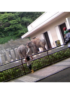 この動物なんだ…_f0009509_23481788.jpg