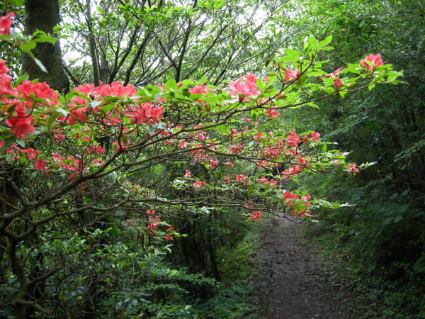 九千部岳　2010.06.24_f0196109_735717.jpg