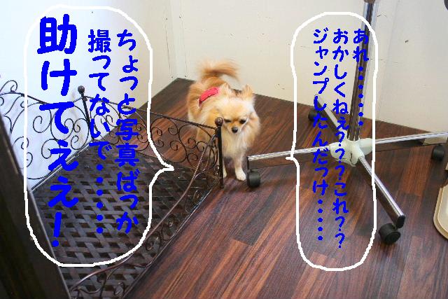 必死の叫び！ここは涼しいの♪＆ど～やって入ったか・・・＆古い＆待てない・・・_b0130018_928533.jpg