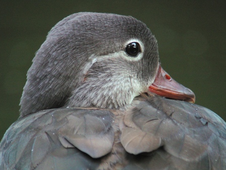 2010年6月24日　野鳥の世界でも今年生まれの若が元気です　in Tokyo_d0129921_6372674.jpg