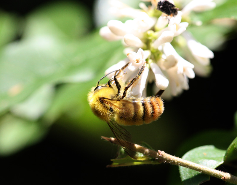 コマルハナバチ Bombus ardens_f0161823_1058368.jpg