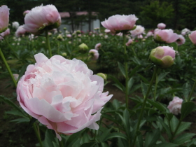 芍薬と虹の湖もちもちドーナツ：道の駅虹の湖（黒石市）_b0147224_12225126.jpg