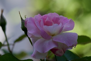 f0170524_15513481.jpg