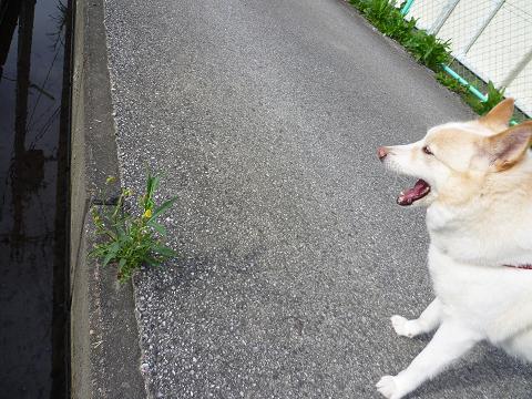 梅雨の晴れ間に_b0138430_20553338.jpg